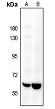 SENP2 Antibody