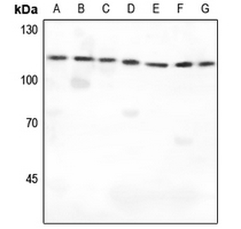 IARS2 Antibody