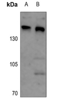 ARID4B Antibody