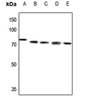 ABCB10 Antibody