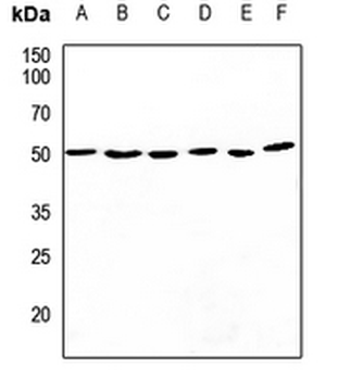 CDC37 Antibody