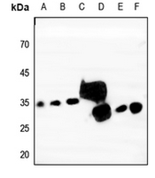 Tetraspanin 9 Antibody