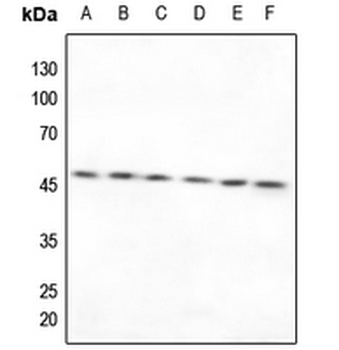 TXNRD2 Antibody