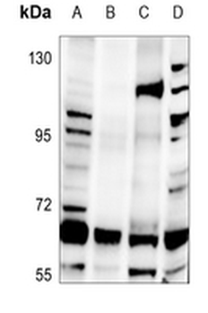 hnRNP Q Antibody
