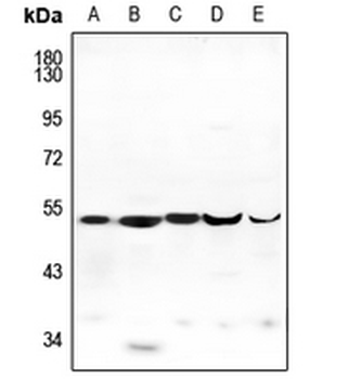 ENDOGL1 Antibody