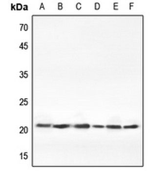 Claudin 1 Antibody