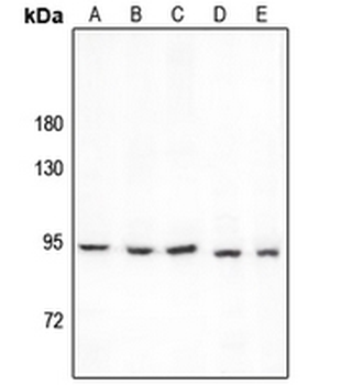 PCAF Antibody