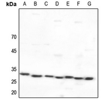 14-3-3 epsilon Antibody