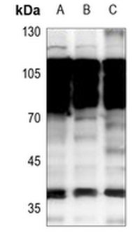 NKX2-1 Antibody