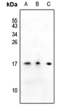 SSBP1 Antibody