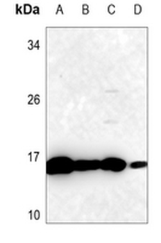 SOD1 Antibody