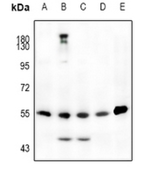 JNK1/2/3 (pT183) Antibody