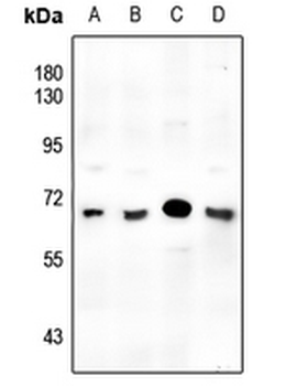 SMAD6 Antibody