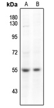 SMAD3 (pS204) Antibody