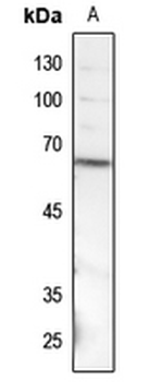 SMAD1 (pS187) Antibody