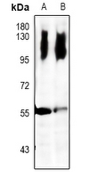LCK Antibody