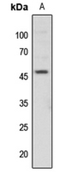 c-Jun (pT91) Antibody