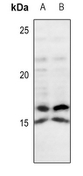IL-4 Antibody
