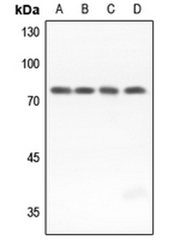 GUCY1B3 Antibody