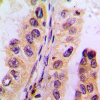 Cytochrome P450 3A4/5 Antibody
