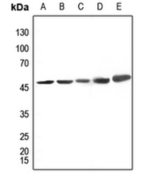 CK1 delta Antibody