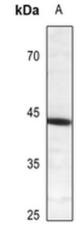 CREB (pS121) Antibody