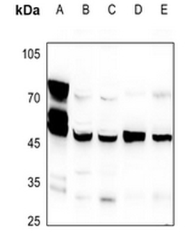 CNPase Antibody