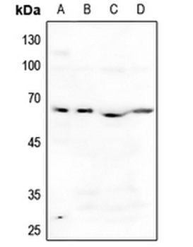 ACVR1B Antibody
