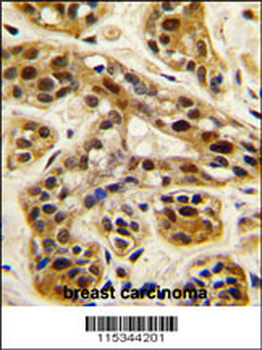 PRMT1 Antibody (C-term K342)