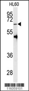 PRMT5 Antibody (C-term C487)
