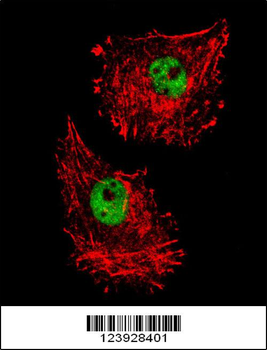 FUS Antibody (C-term)