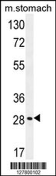 BRMS1L Antibody (N-term)