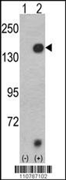 JMJD2A Antibody (N-term)