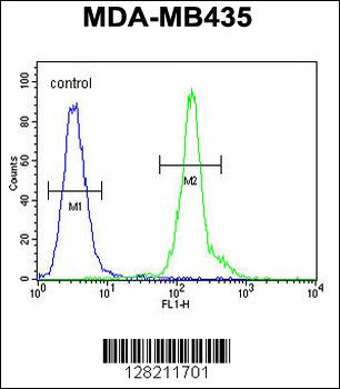 CLEC10A Antibody (N-term)