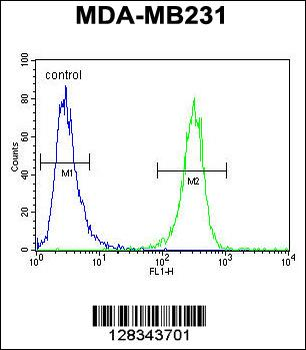 HFM1 Antibody (C-term)