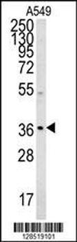 NGRN Antibody (C-term)