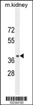 NPSR1 Antibody (C-term)