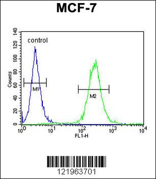 UPF2 Antibody (Center)