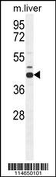 AHCY Antibody (N-term)