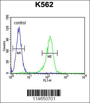 AHCY Antibody (N-term)