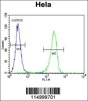 CCNH Antibody (N-term)
