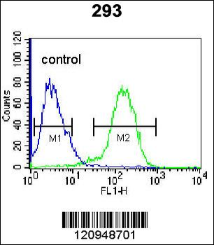 ENG Antibody (Center)