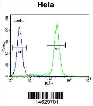 JHDM2b Antibody (C-term)