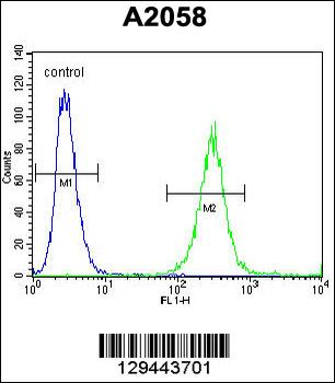 GAB4 Antibody (N-term)