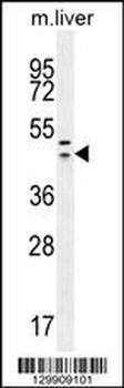 HEXIM1 antibody (Center)