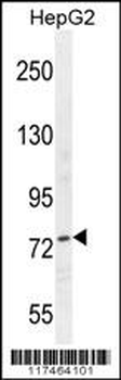 NCL Antibody (Center E443)