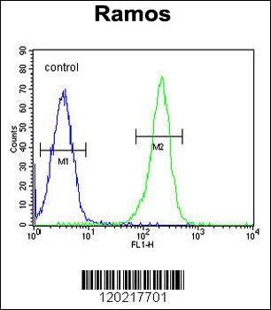 PAX5 Antibody (Center)