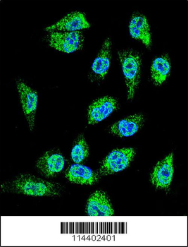 MIC1 Antibody (N-term)
