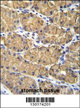 VSIG1 Antibody (C-term)