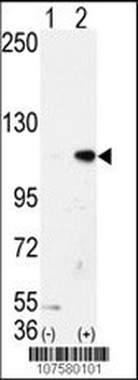 LSD1 Antibody (N-term)